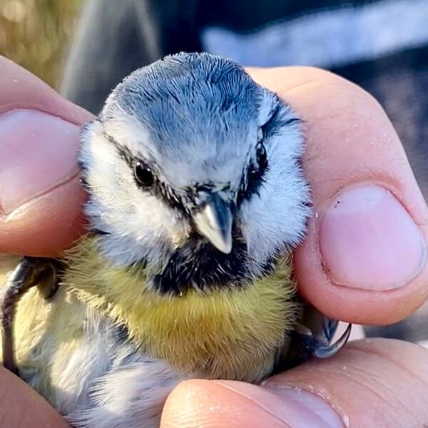 Blåmes – Cyanistes caeruleus.