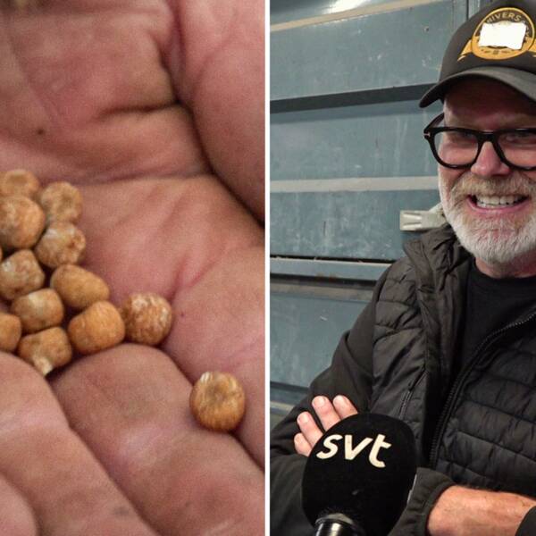 Till vänster gråärtor i en hand, till höger odlaren Lasse Tjus.