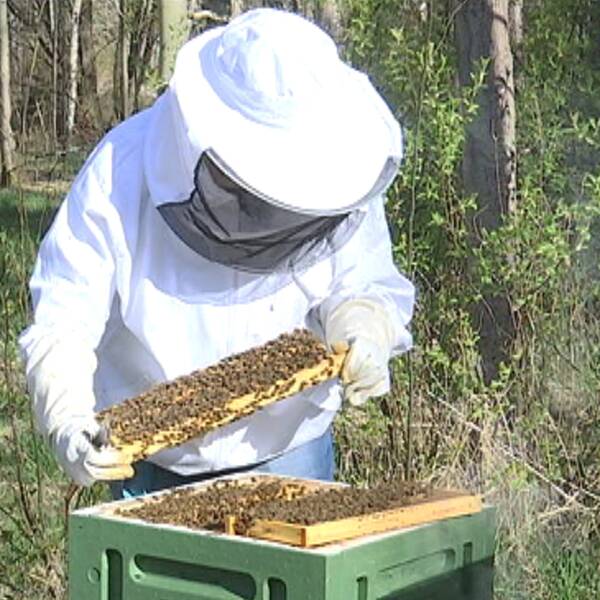 Kvinna undersöker bikupa