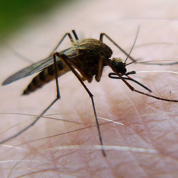 En mygga sticker en man på handen