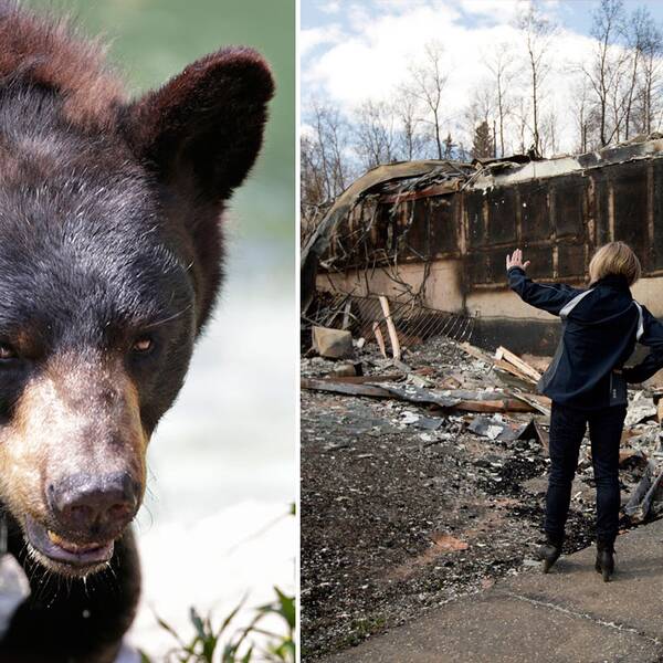 Mängder av svartbjörnar har tagit sig in i den kanadensiska staden Fort McMurray sedan den evakuerades på grund av den stora skogsbranden.