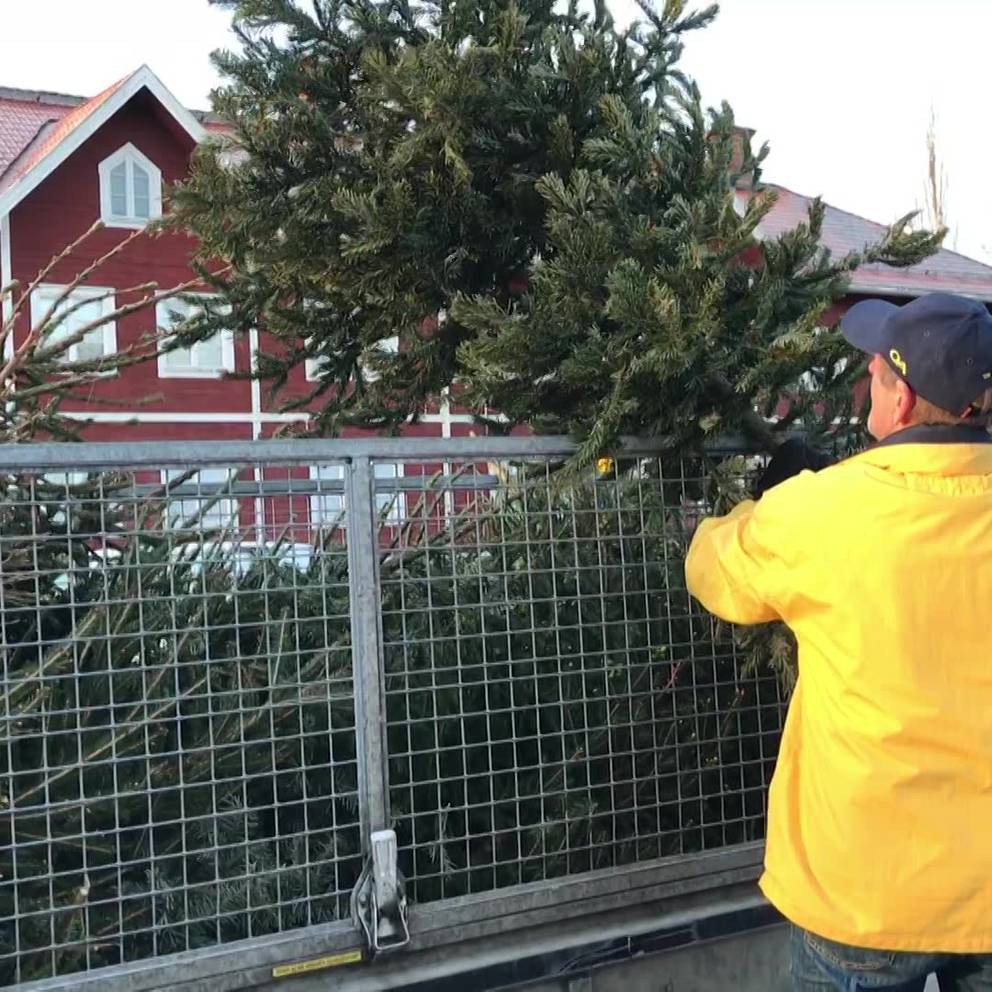 julgran borlänge Julgranar i Borlänge blir pengar till cancerforskning | SVT Nyheter