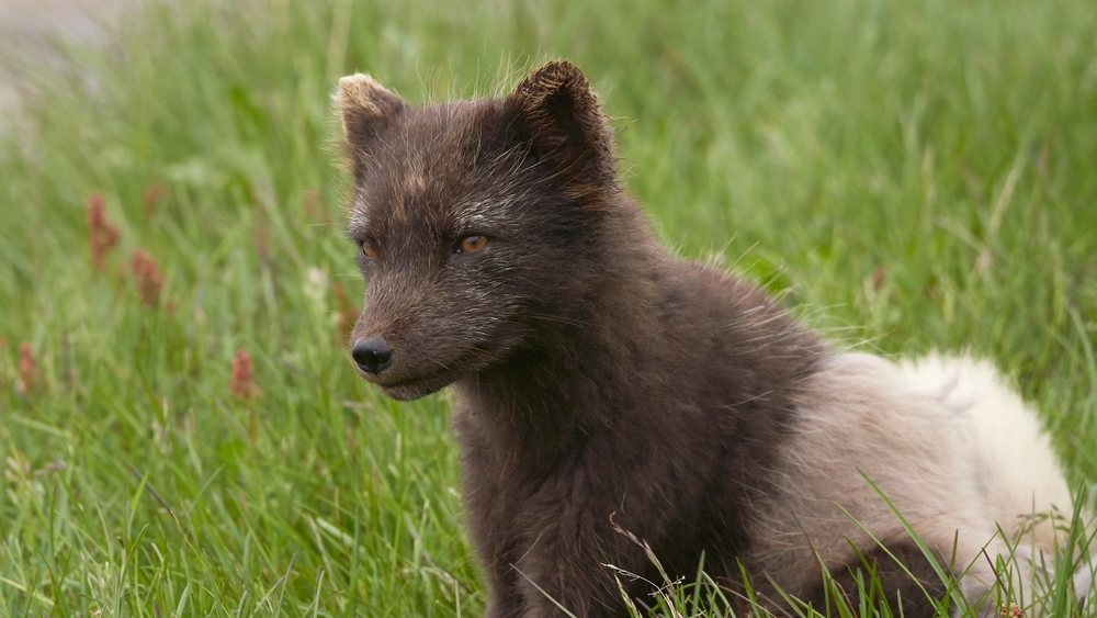 Världens natur: Stormfödd
