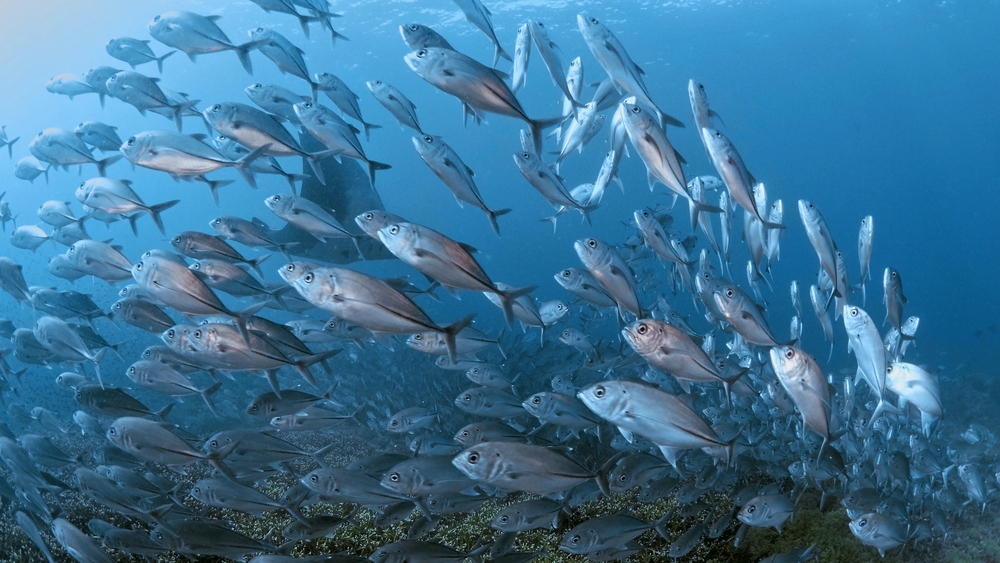 Korallrevens förtrollade värld