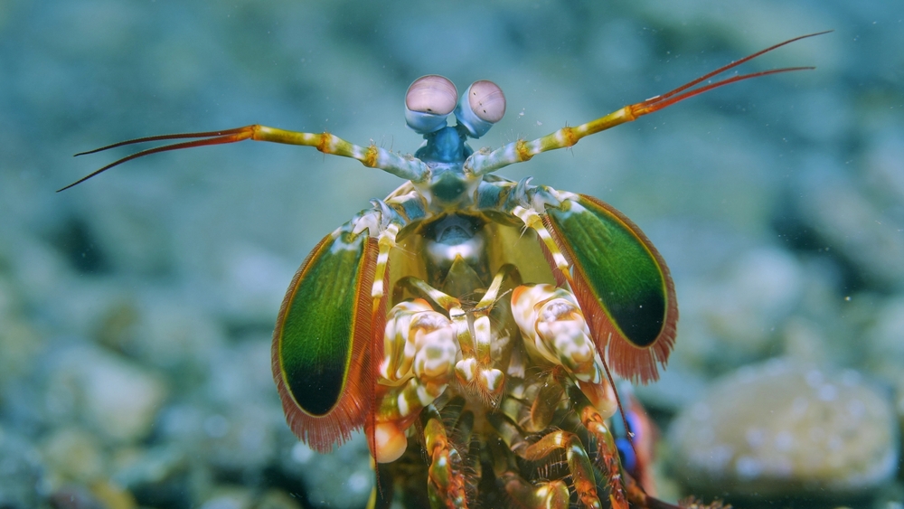 Korallrevens förtrollade värld