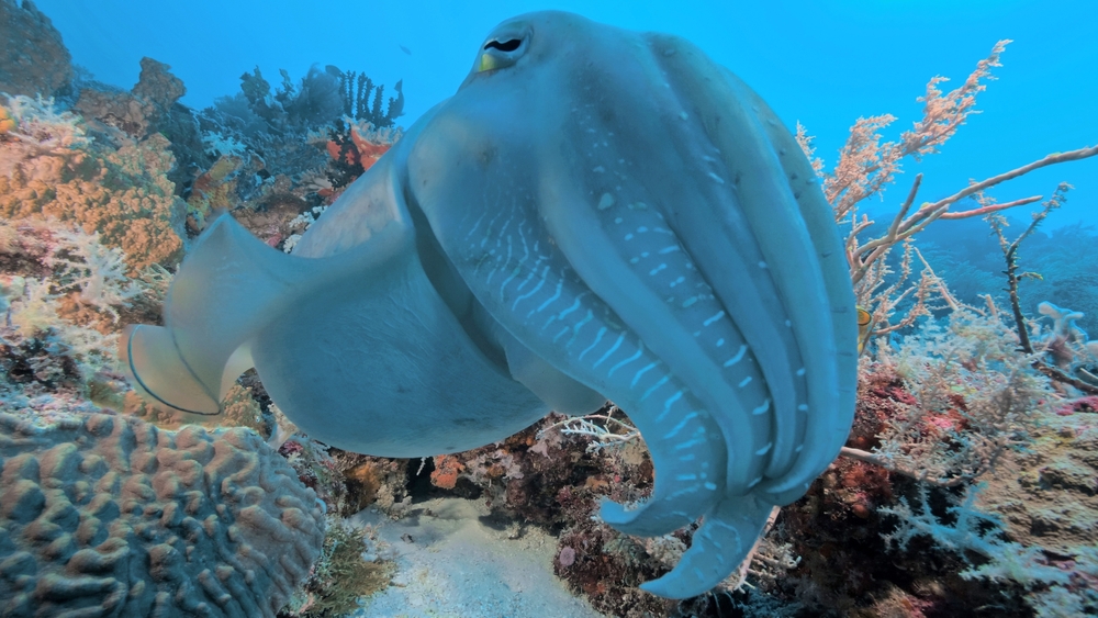 Korallrevens förtrollade värld