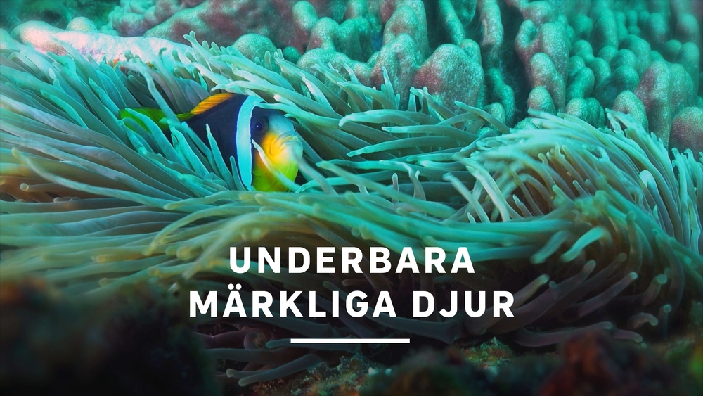 Underbara märkliga djur