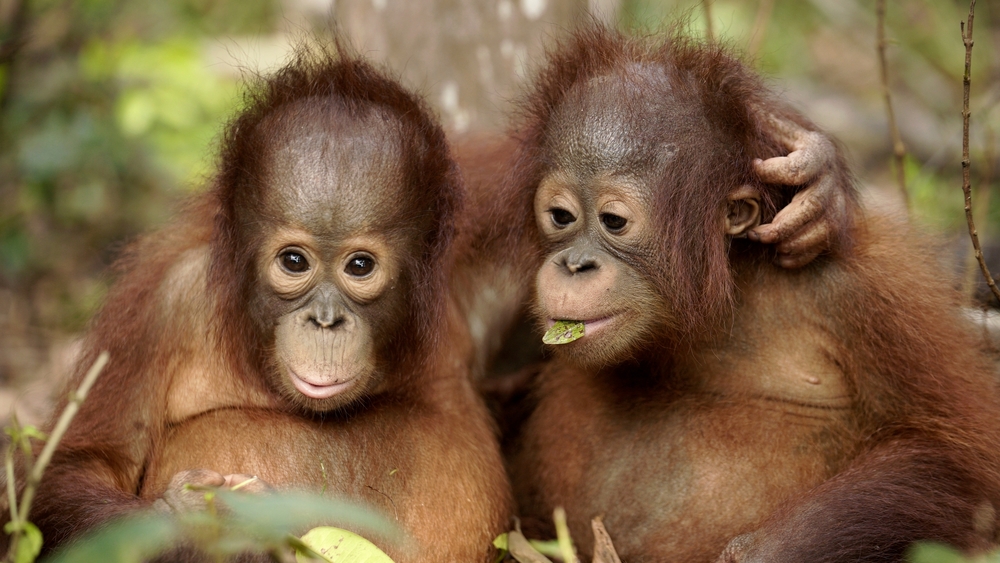 Att bli orangutang