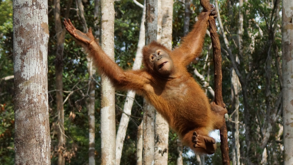 Att bli orangutang