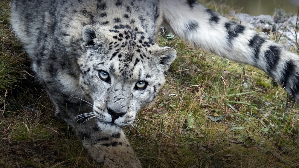Världens natur: Snöleopardens rike