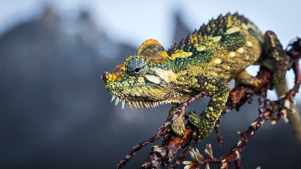 Världens natur: Frozen planet