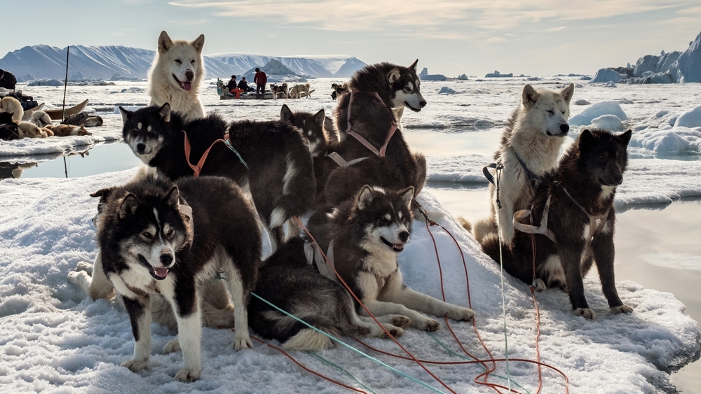 Världens natur: Frozen planet