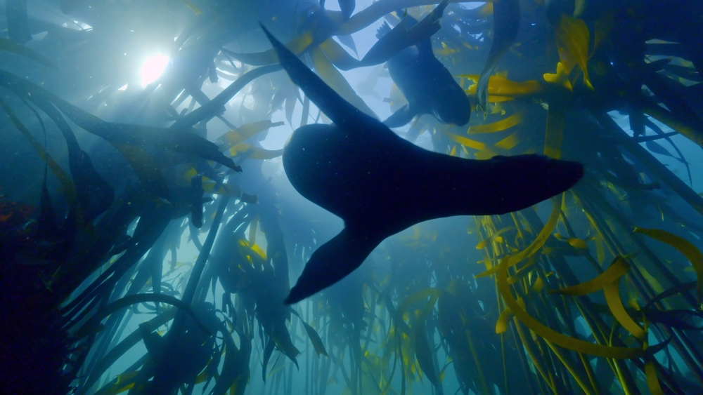 Afrikas vilda årstider