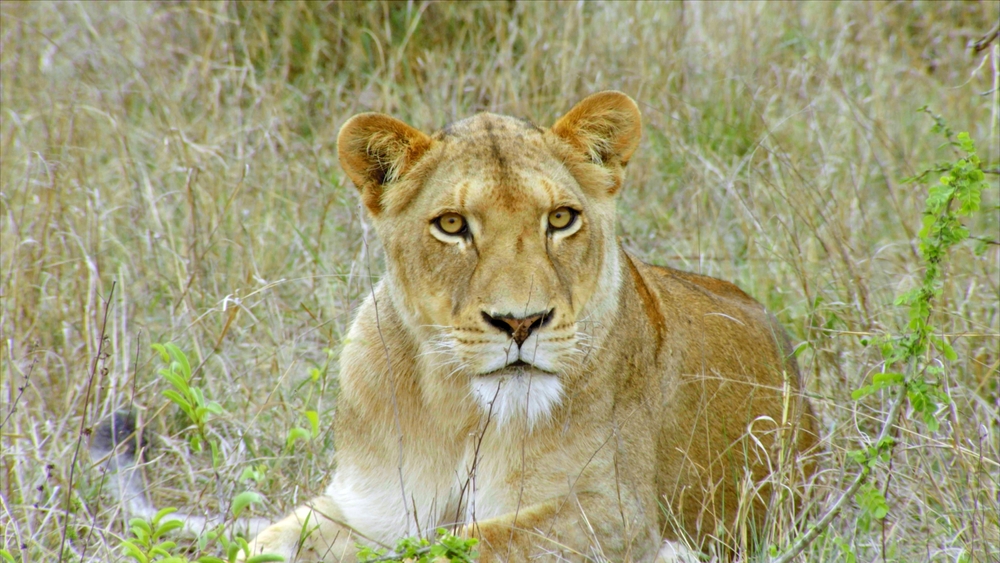 Afrikas vilda årstider