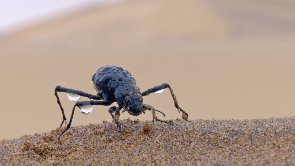 Afrikas vilda årstider