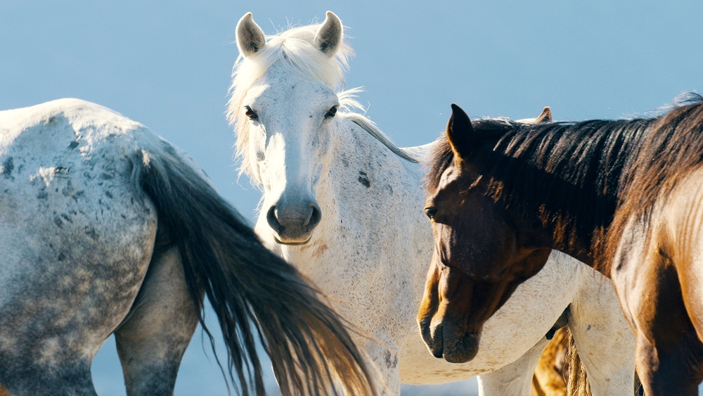 Djurens dramatiska årstider