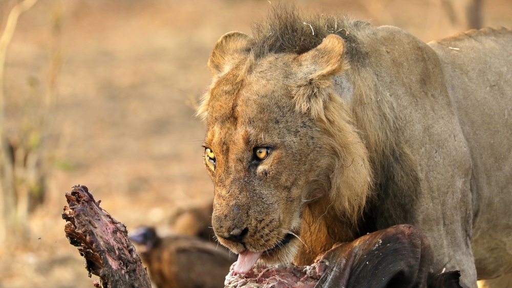 Djurens dramatiska årstider