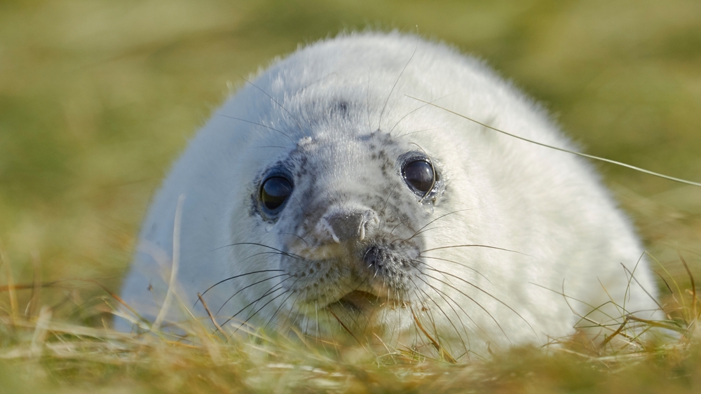 Världens natur: Stormfödd