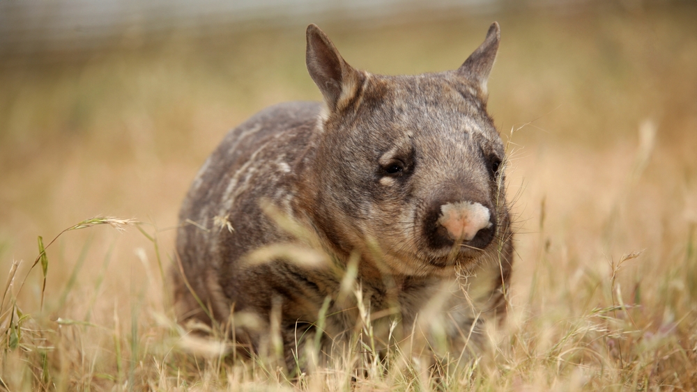 Australiens orörda natur