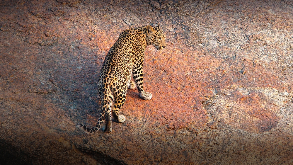 Världens natur: Leopardklippan