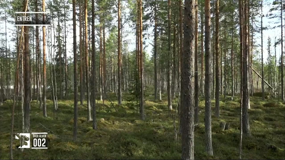 Den stora älgvandringen
