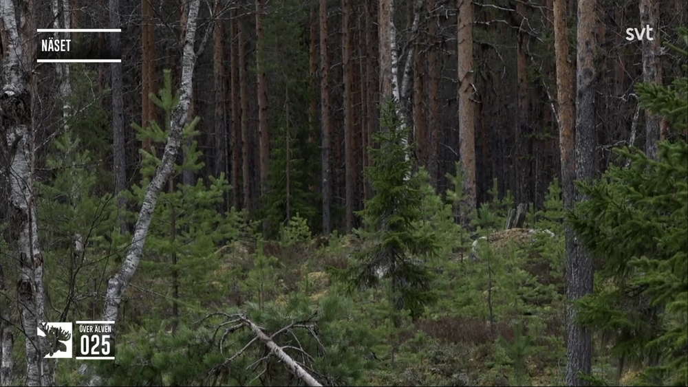 Den stora älgvandringen
