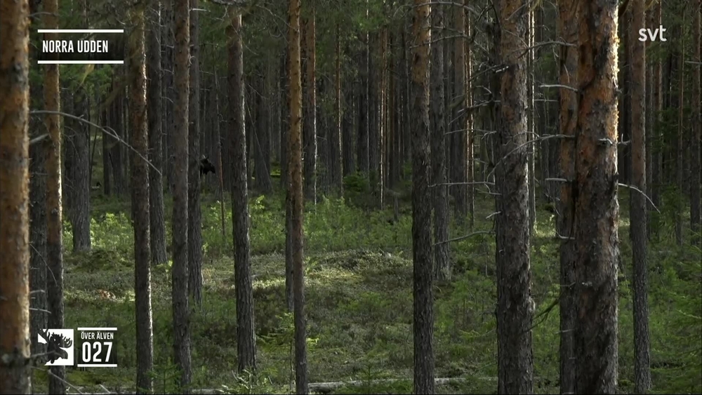 Den stora älgvandringen