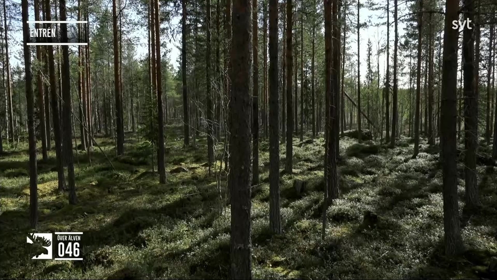 Den stora älgvandringen