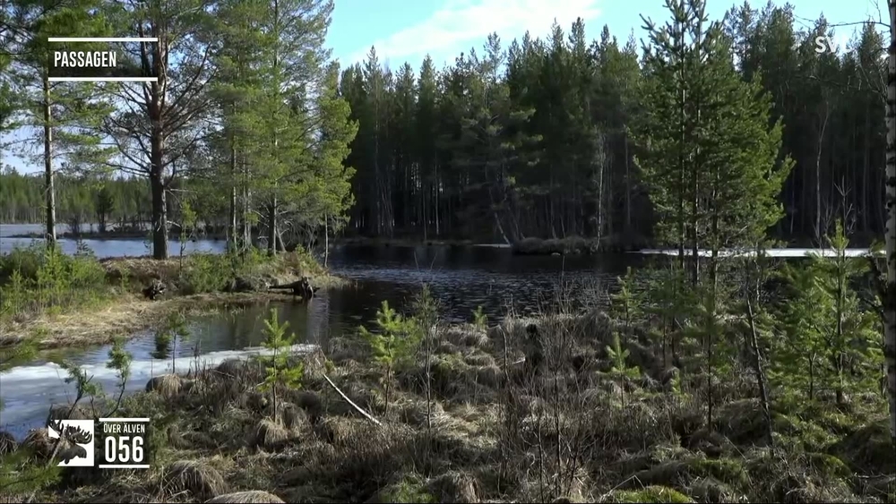 Den stora älgvandringen