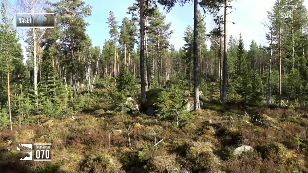 Den stora älgvandringen