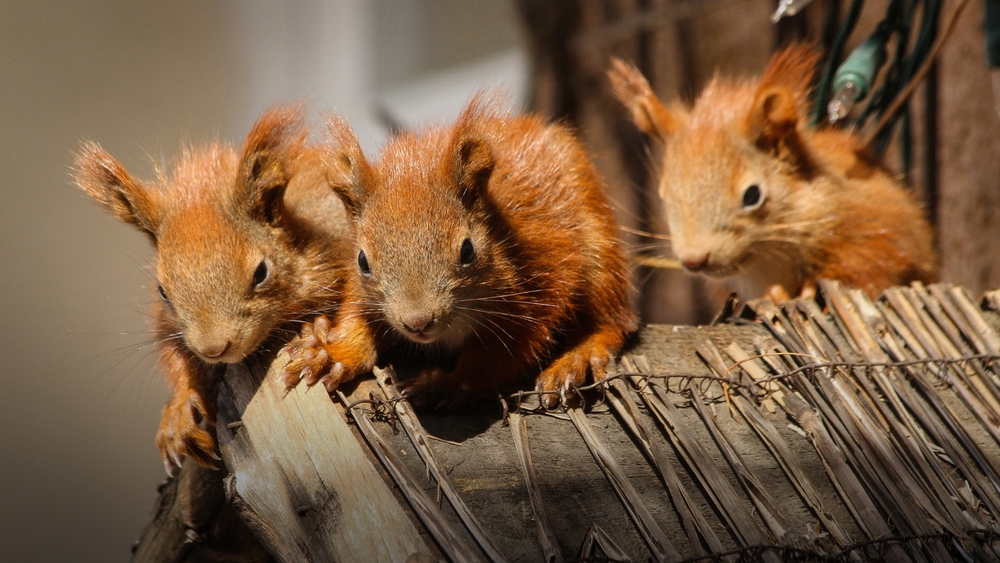 Städernas vilda djur