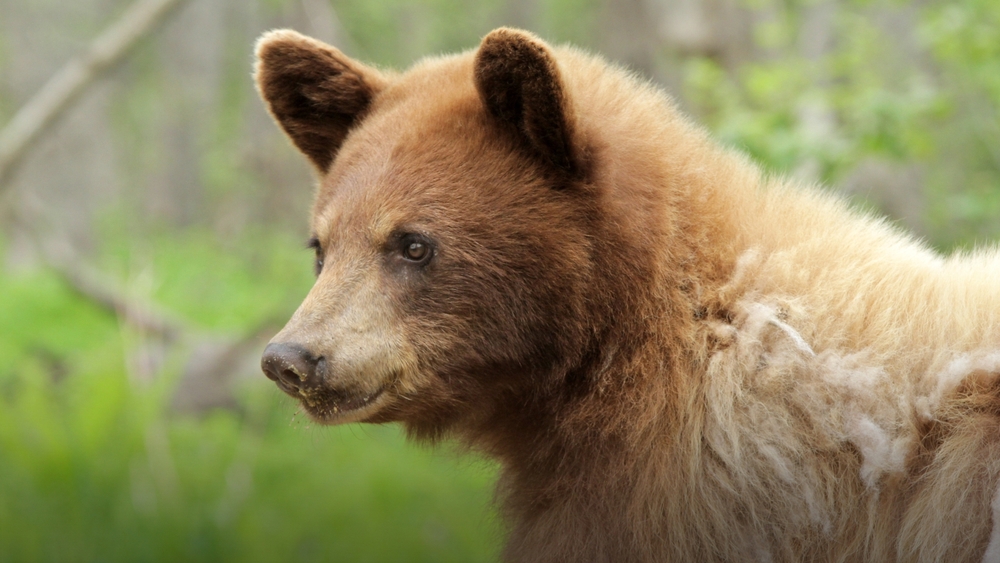 Nordamerikas vilda natur