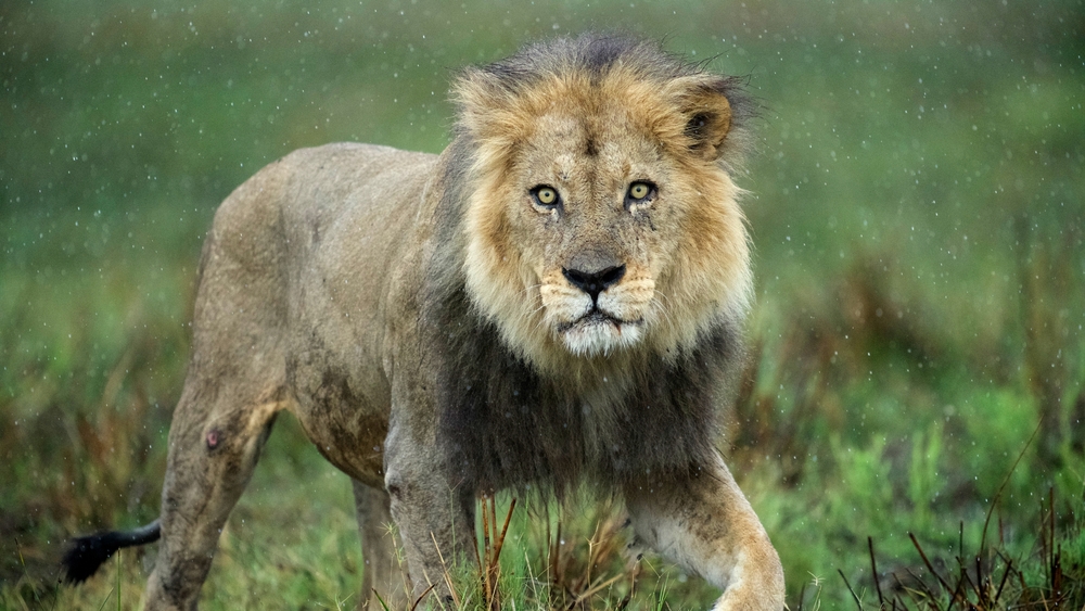 Stora katter i en liten värld