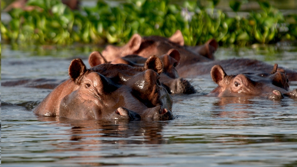 Nilen: flodernas flod
