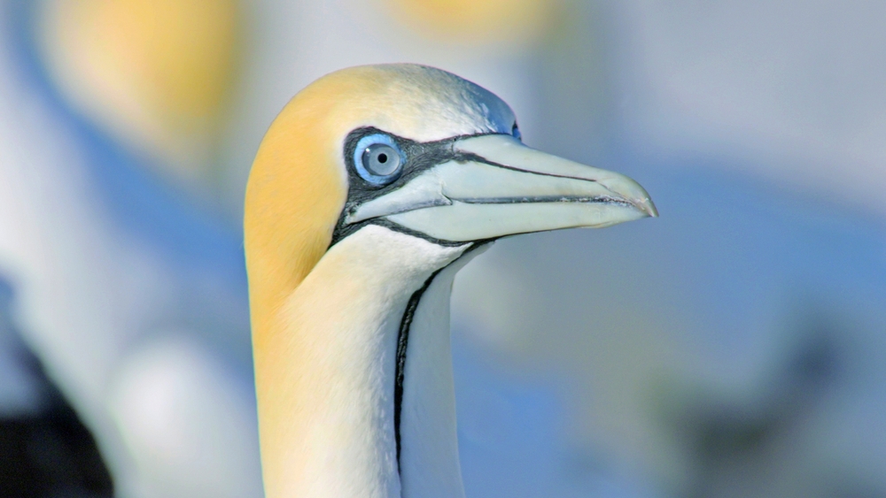 Afrikas vilda årstider