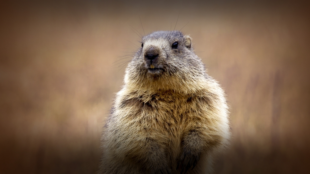Världens natur: Ett murmeldjurs liv