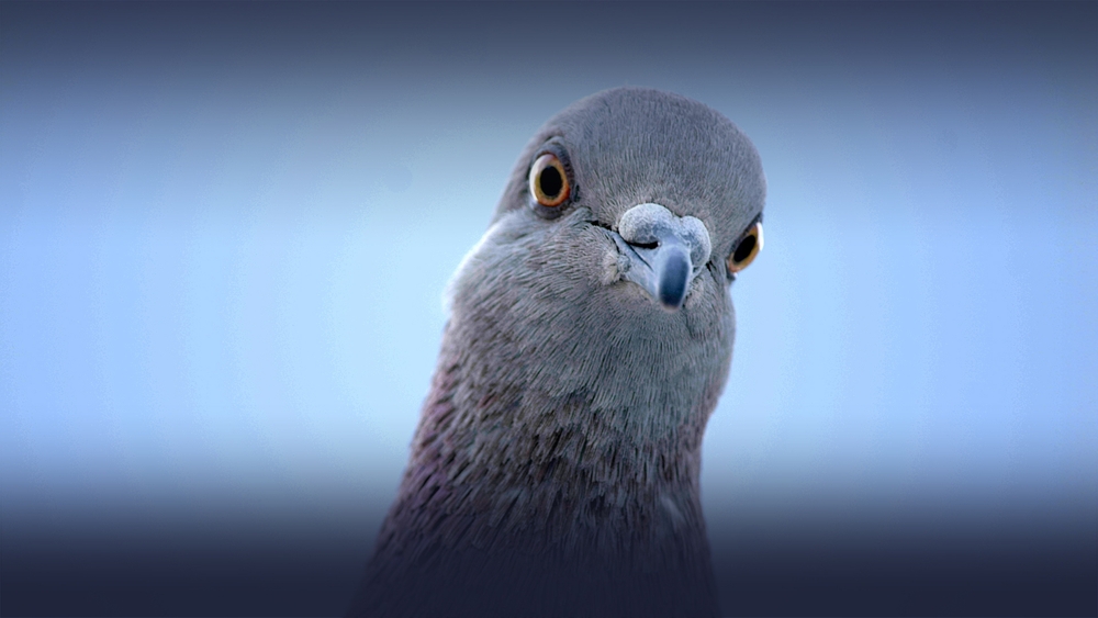 Världens natur: Duvornas revansch