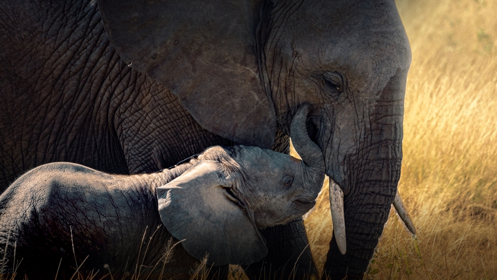 Världens natur: Vilda föräldrar