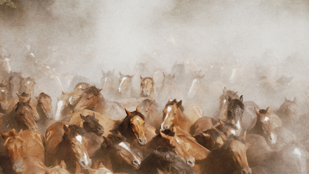 Dox: Vildhästarnas land