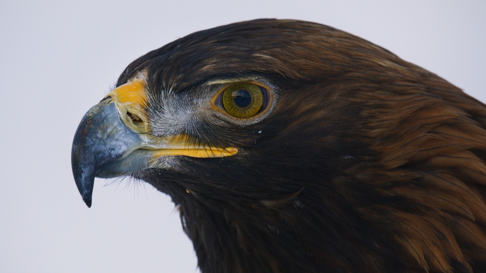 Europas fem världar