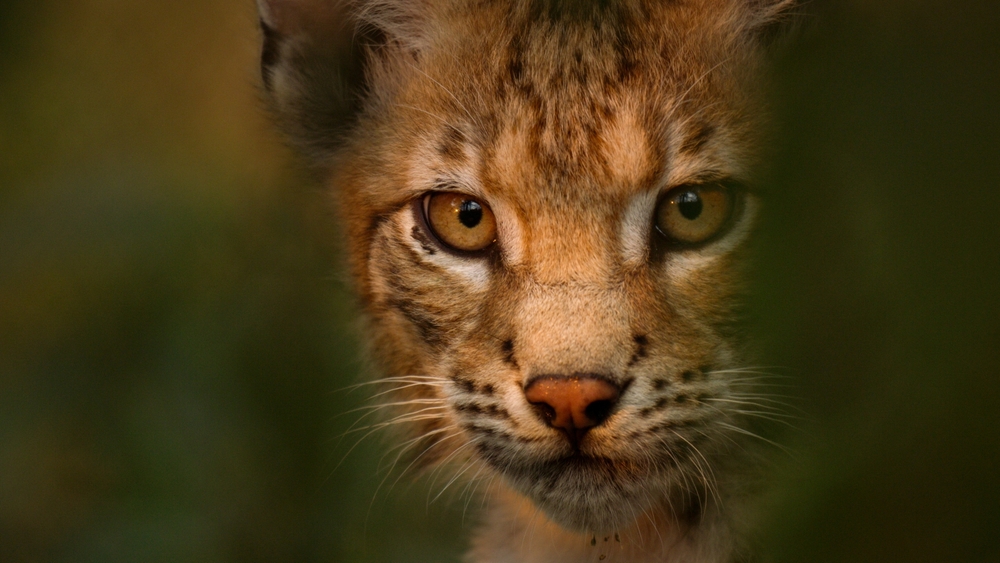 Europas fem världar