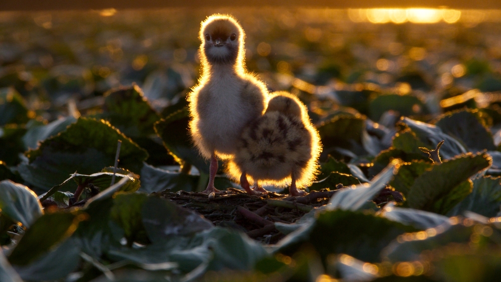 Europas fem världar