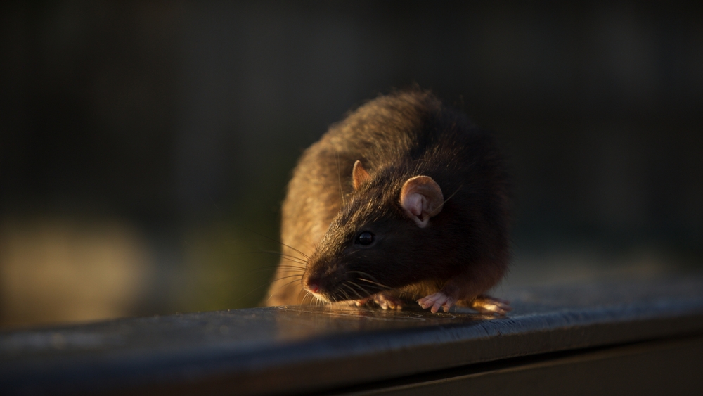 Europas fem världar