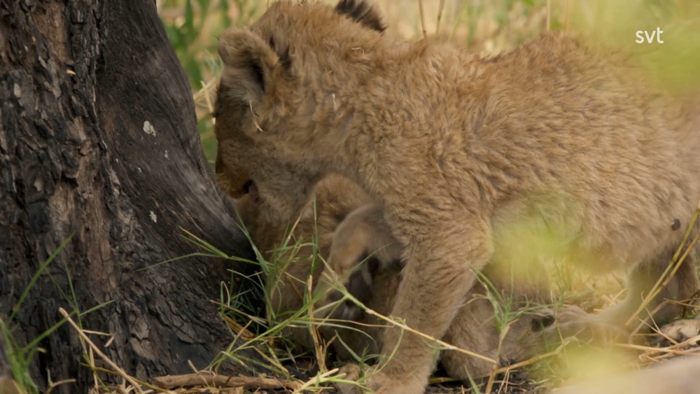 Big cats 24/7