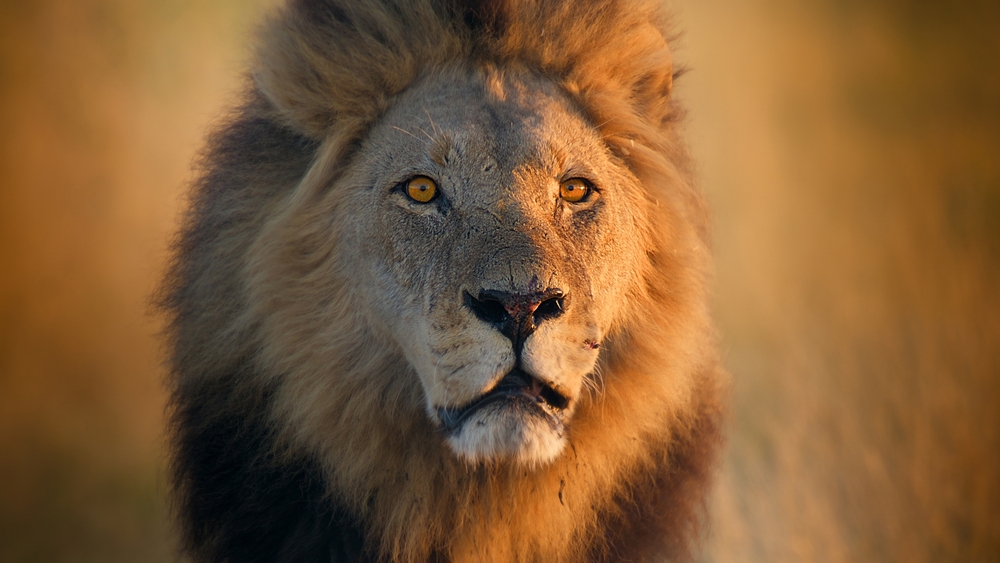 Big cats 24/7