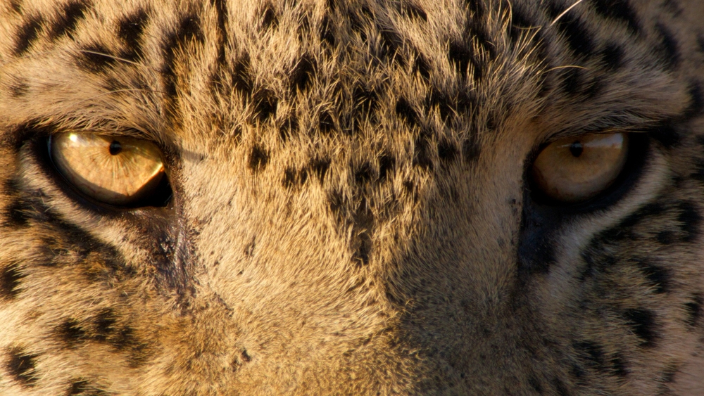 Big cats 24/7
