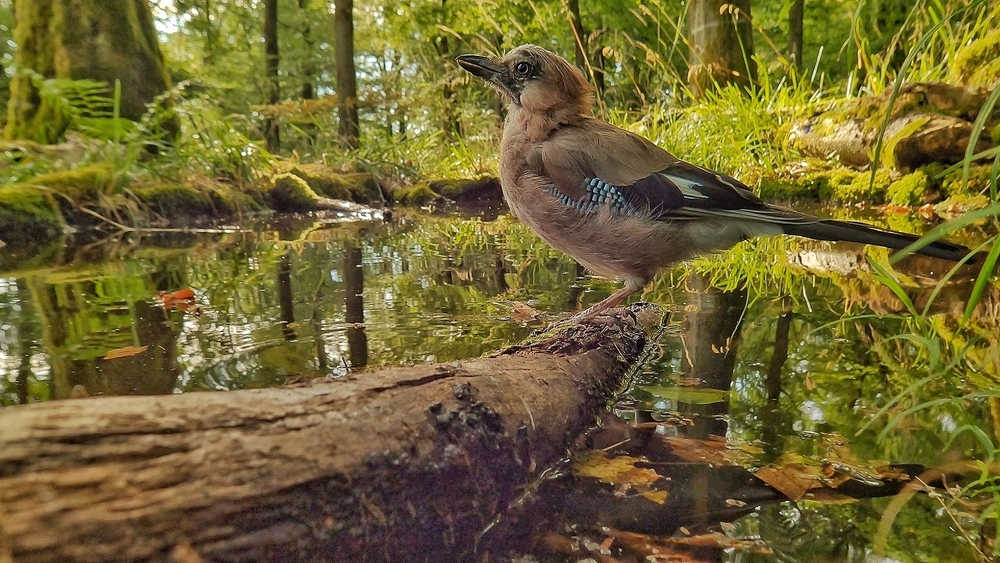 Världens natur: Skogens magiska värld