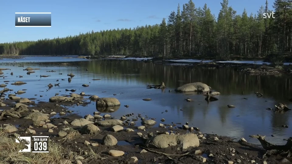 Den stora älgvandringen