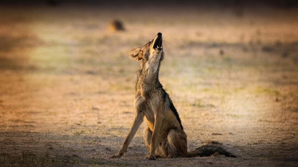 Världens natur: Underdogs