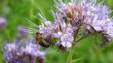 Honungsört är en av de växter som bin och humlor gillar. Rödklöver, sälg och tistlar är också populära.